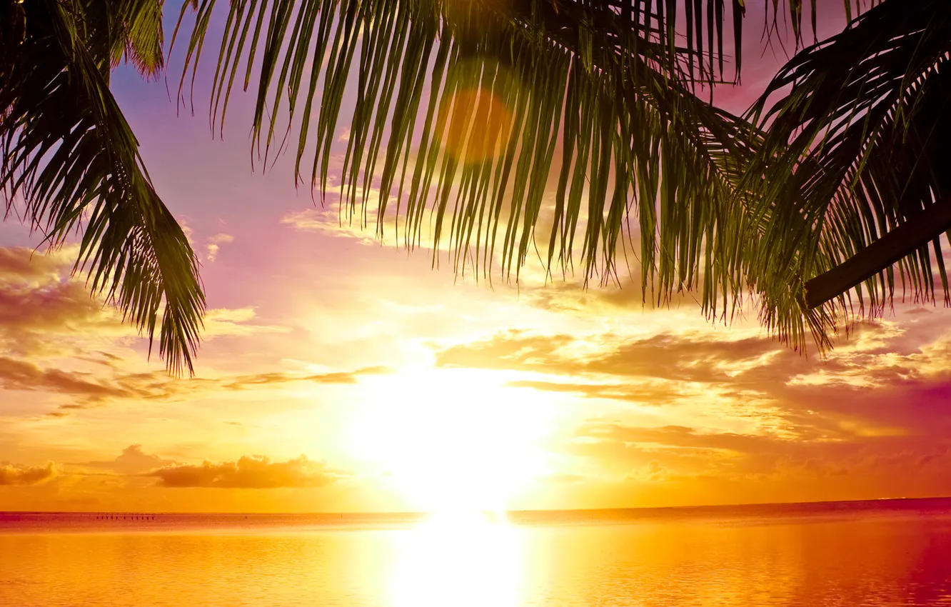 Photo wallpaper sea, beach, the sun, sunset, tropics, palm trees, beach, sea