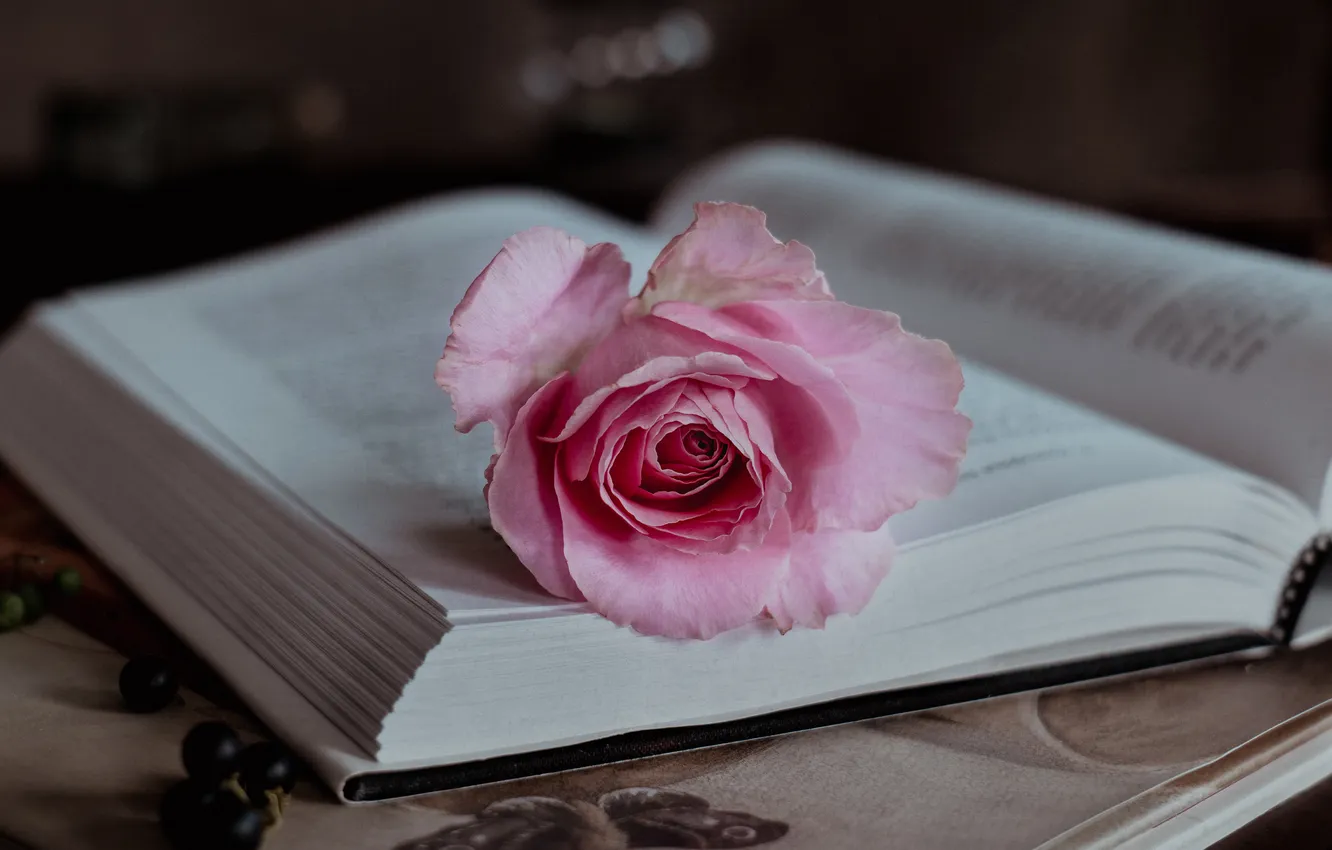 Photo wallpaper flowers, the dark background, table, roses, book, pink, still life, page