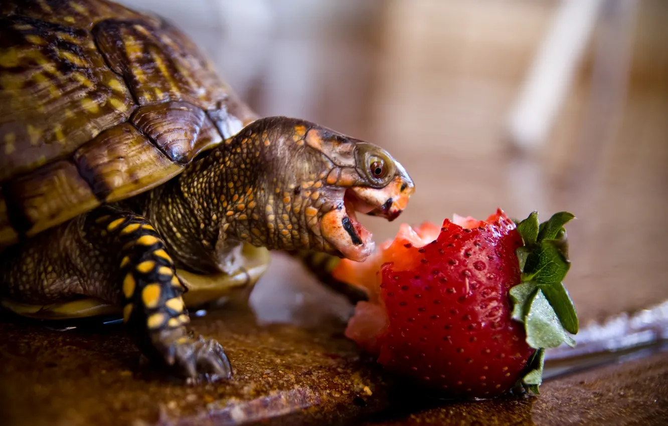 Photo wallpaper strawberry, turtle, biting