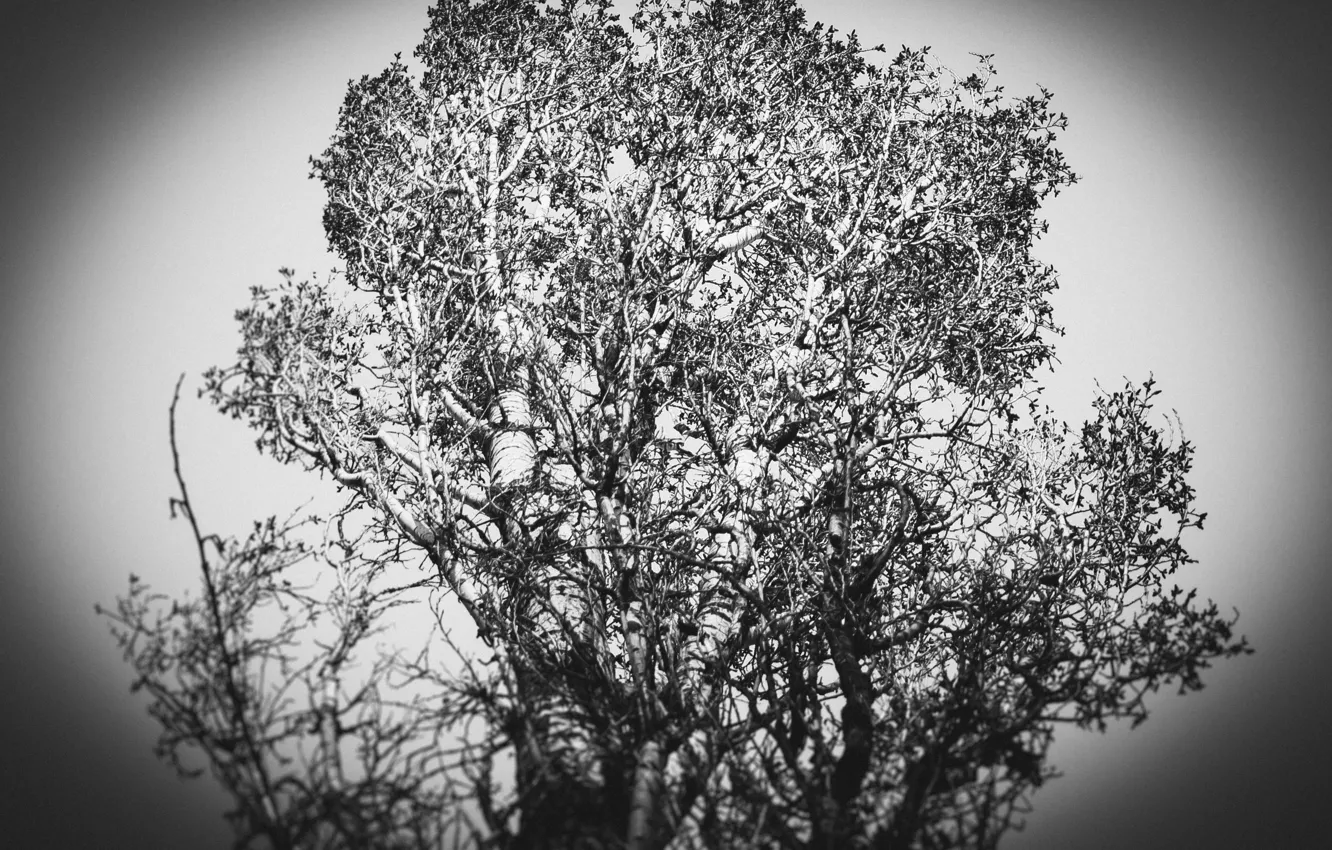 Photo wallpaper trees, nature, abstraction, branch, spring