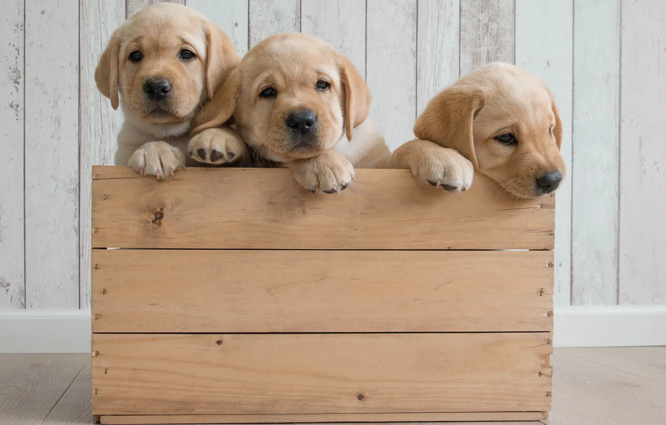 Photo wallpaper dogs, puppies, box, trio, Golden Retriever, Golden Retriever, Trinity