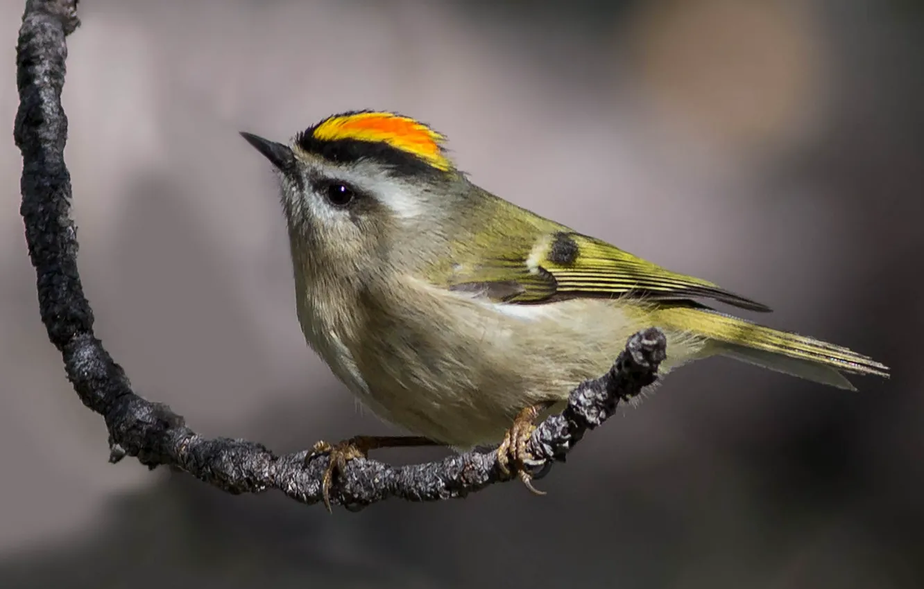 Photo wallpaper bird, beak, zolotogolovuyu Wren, tail, branches