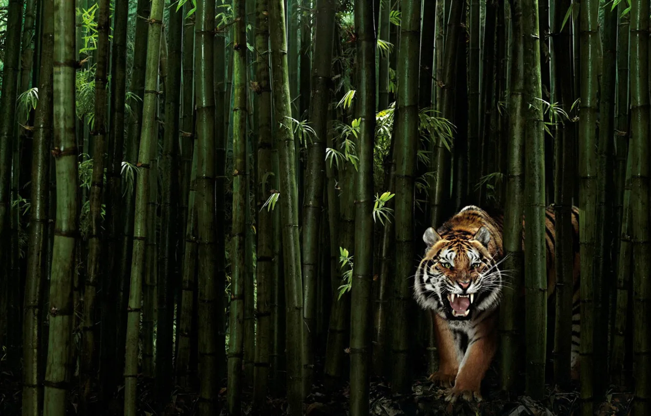 Photo wallpaper greens, tiger, 149, bamboo