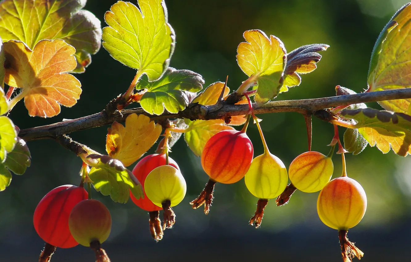 Photo wallpaper macro, gooseberry, closeup, Alexander Medvedev