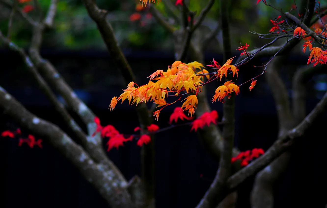 Photo wallpaper autumn, leaves, trees, branches