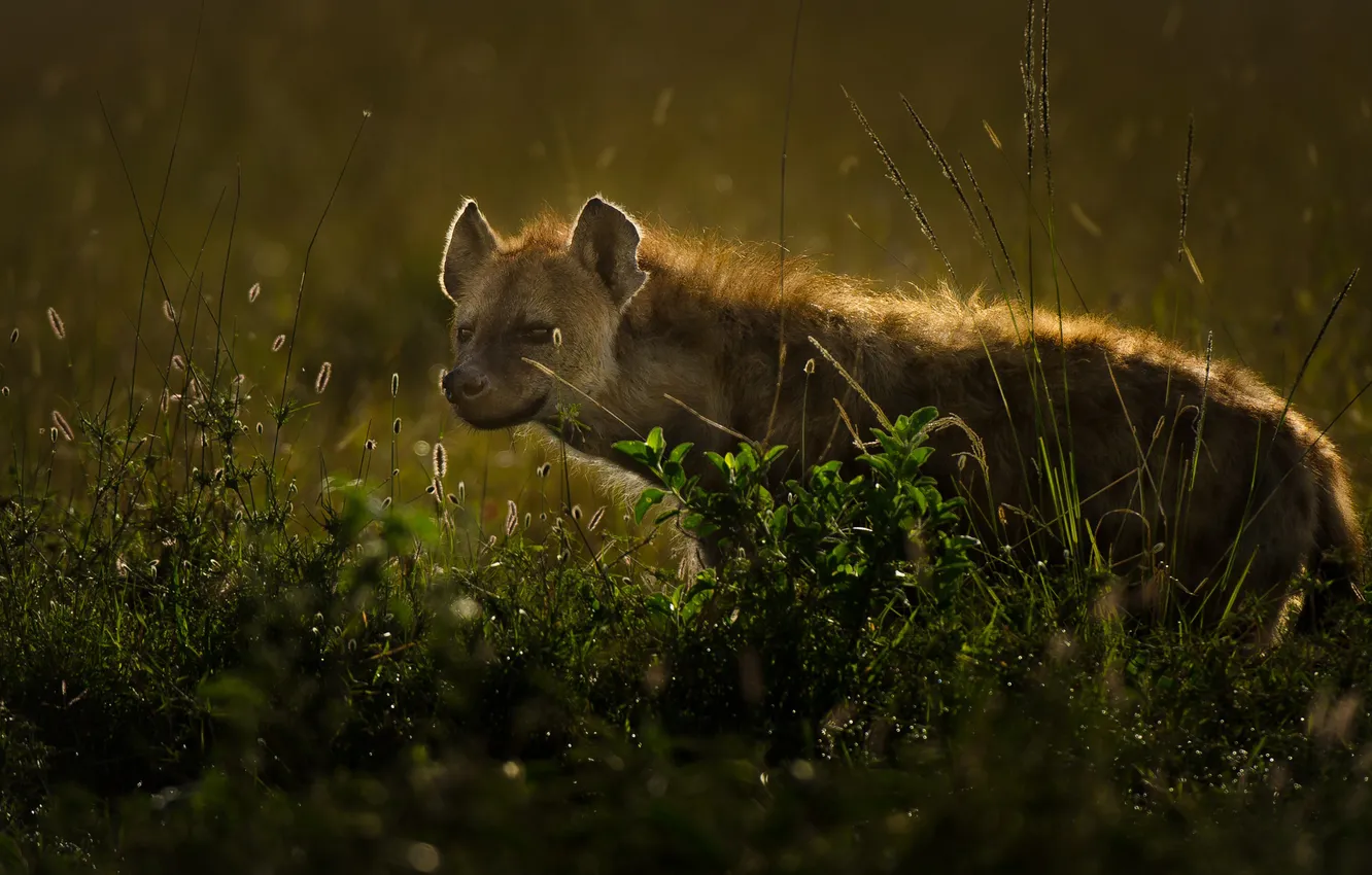 Photo wallpaper face, macro, hyena