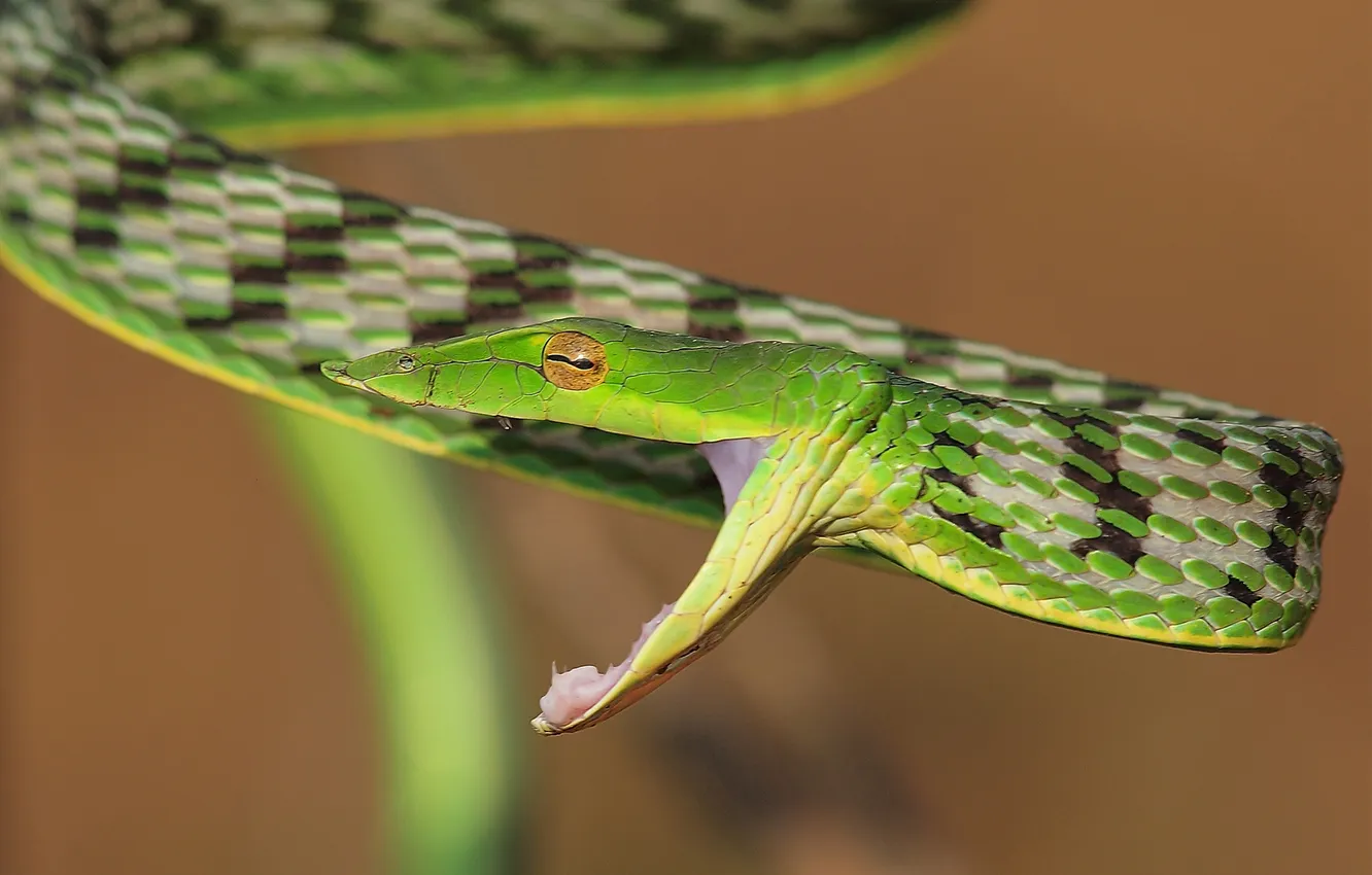 Photo wallpaper snake, mouth, green, reptile, speckled