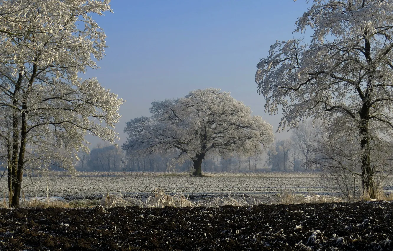 Photo wallpaper frost, field, trees, Germany, Bayern, Germany, Bavaria