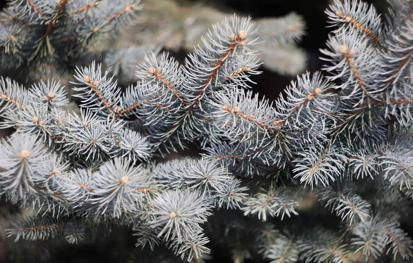 Photo wallpaper forest, needles, branches, spruce