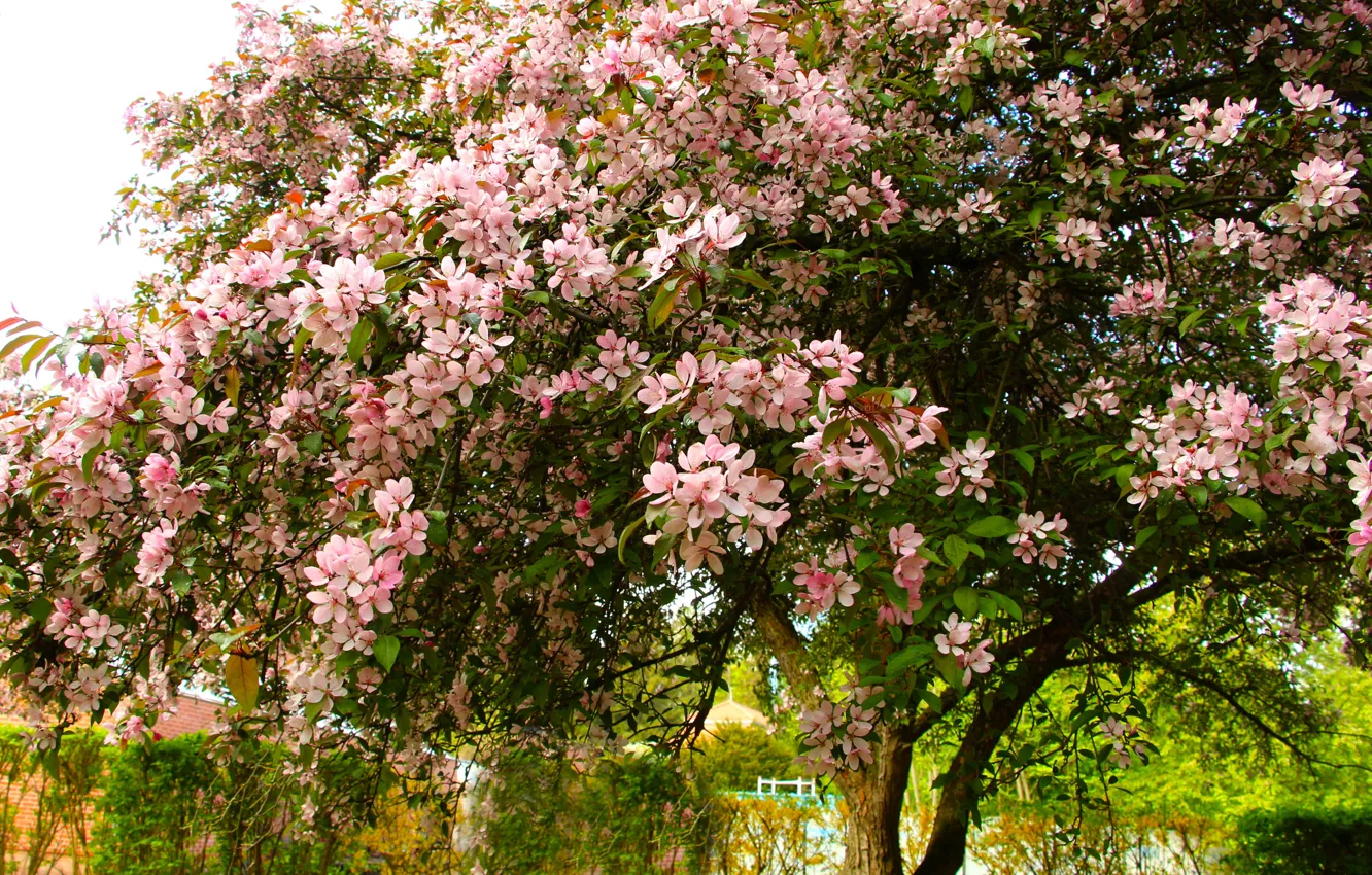 Photo wallpaper flower, tree, spring, twig