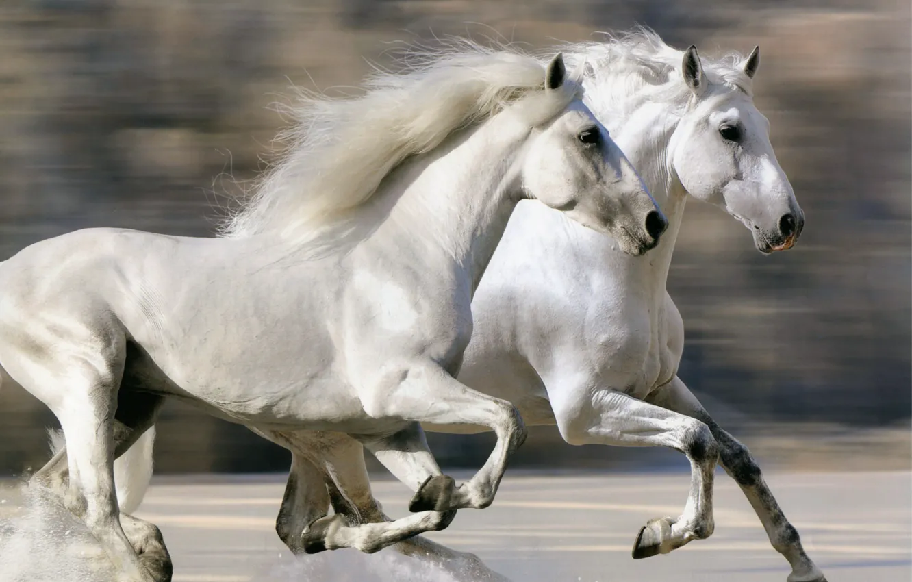 Photo wallpaper Speed, White, Horse, Run