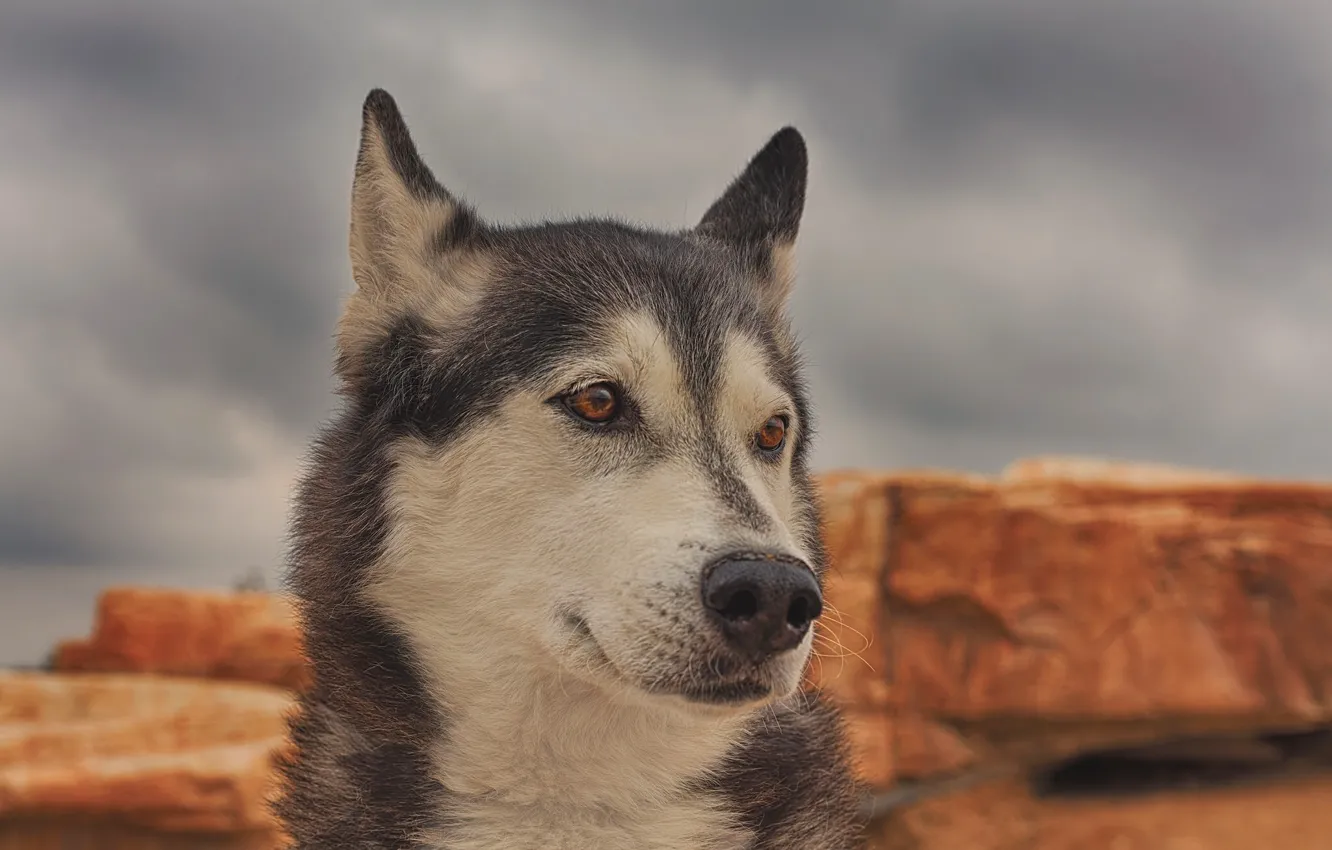 Photo wallpaper face, portrait, dog, husky