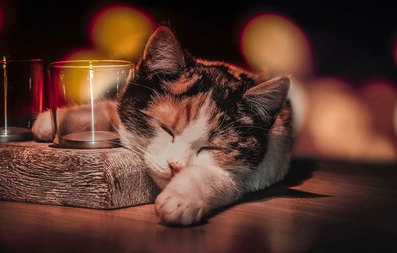 Photo wallpaper cat, comfort, home