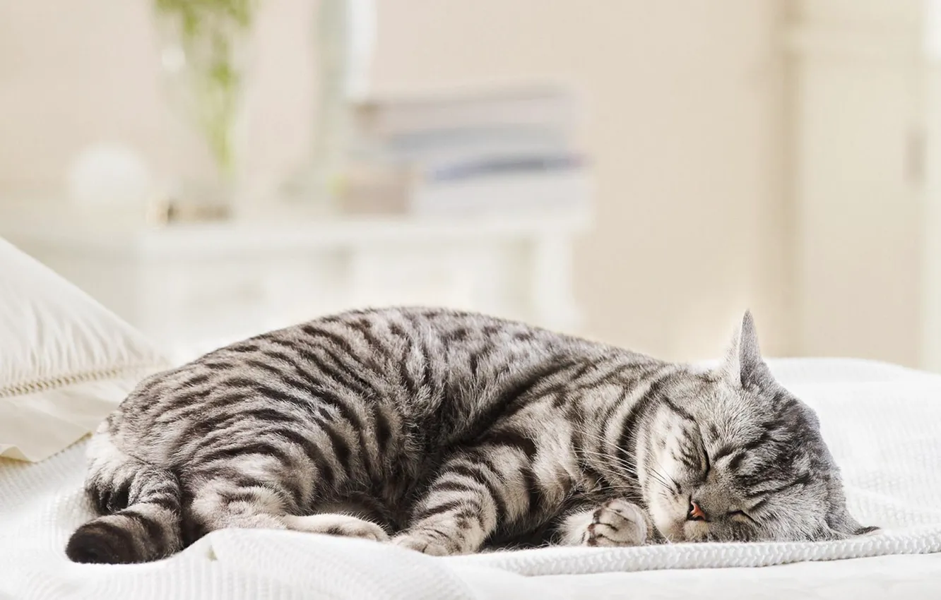 Photo wallpaper cat, cat, sleeping, British