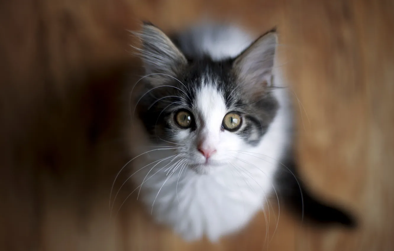 Photo wallpaper cat, look, house