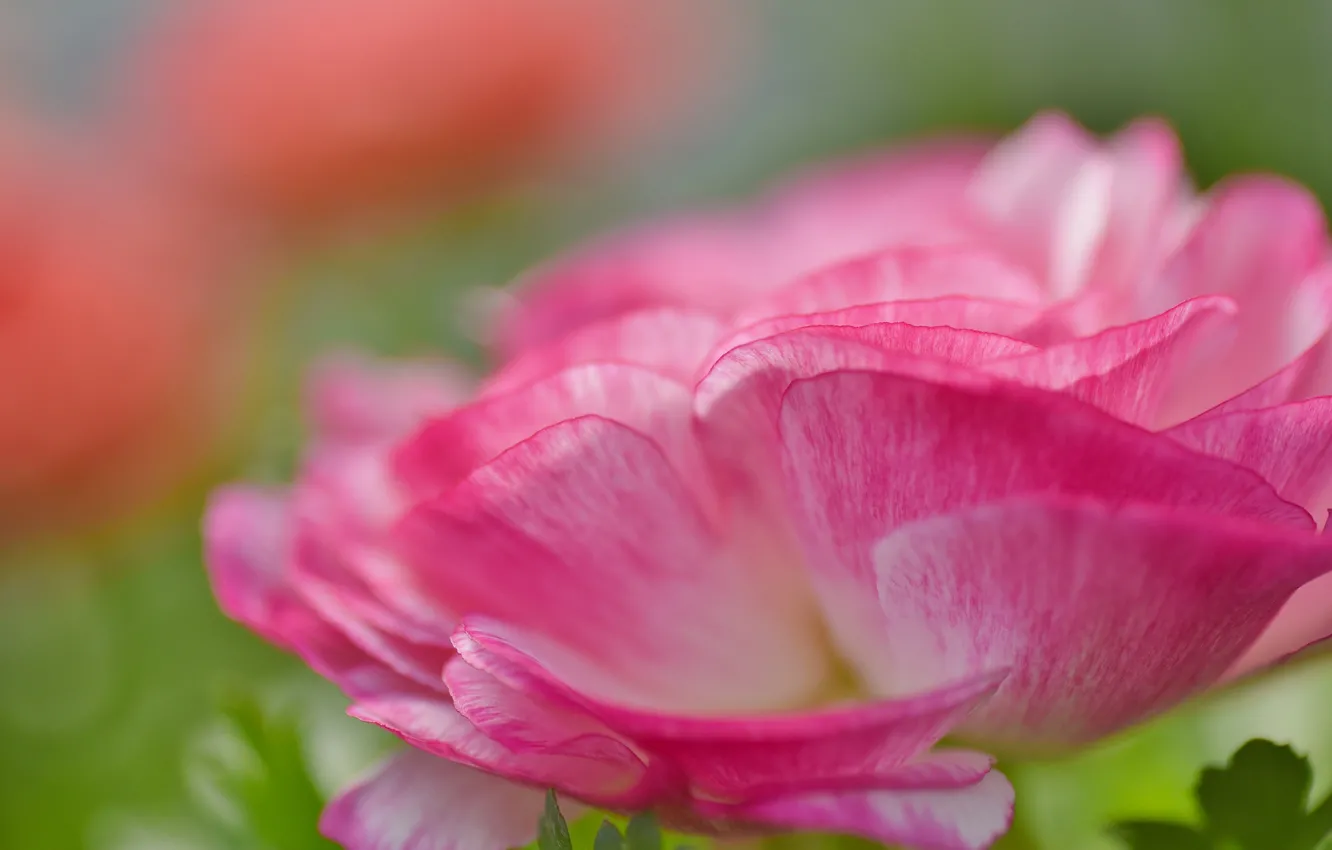 Photo wallpaper macro, flowers, petals, pink, anemones