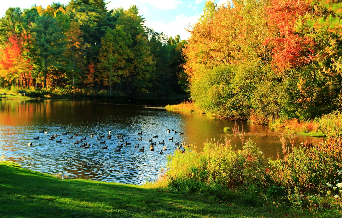 Photo wallpaper pond, duck, colors, Autumn, nature, autumn, pond, duck