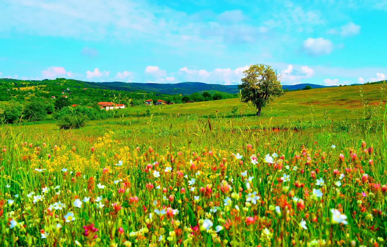 Photo wallpaper Flowers, Nature, Field, Spring, Nature, Flowers, Spring, Field