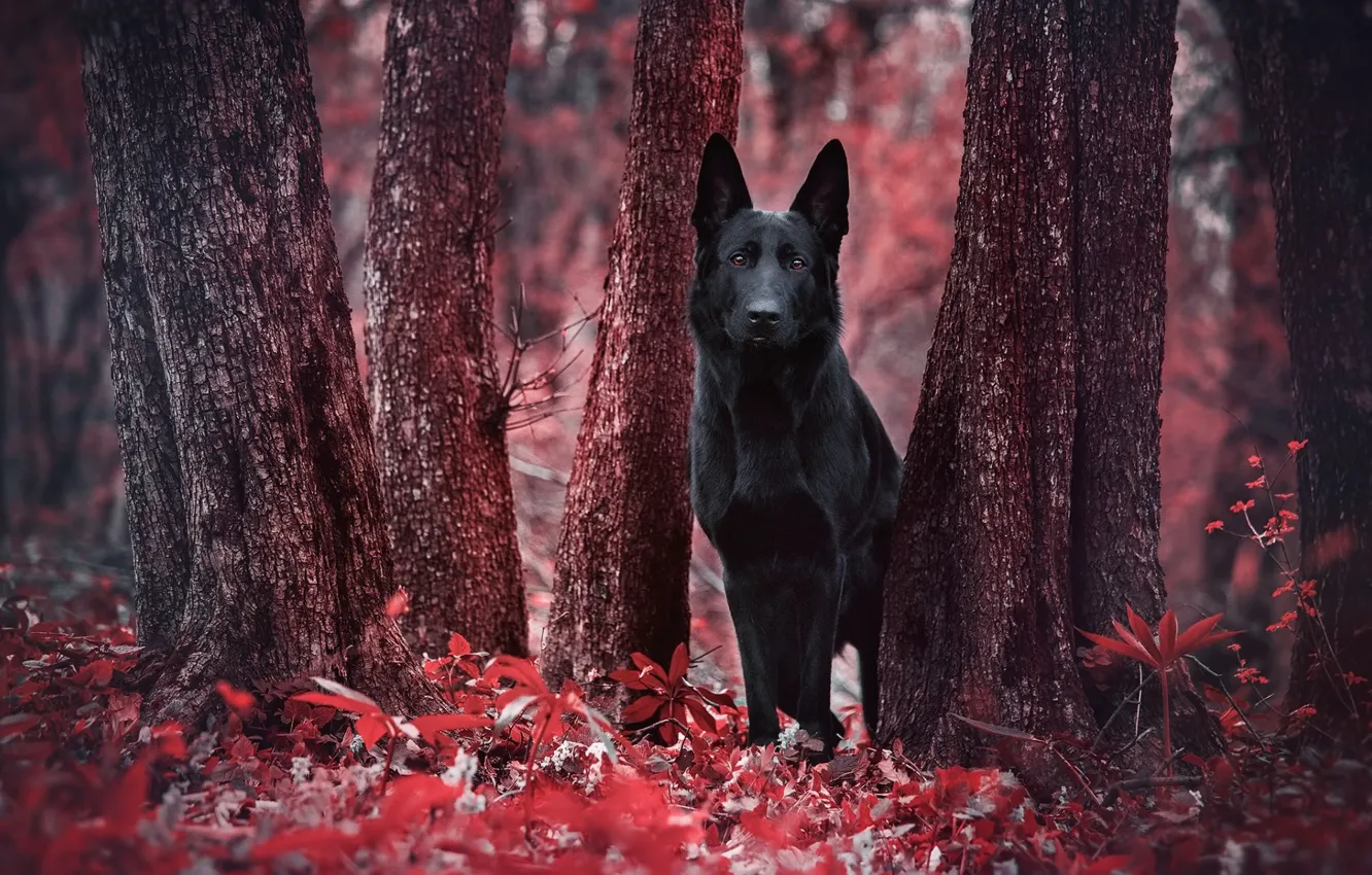 Photo wallpaper forest, red, foliage, dog, black, red, forest, black