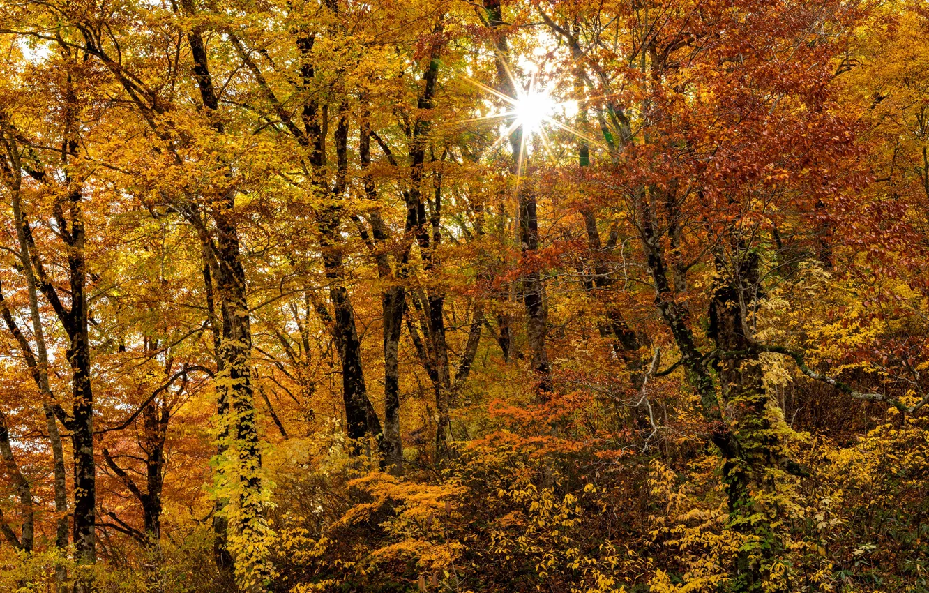 Photo wallpaper autumn, forest, the sun, trees, yellow foliage