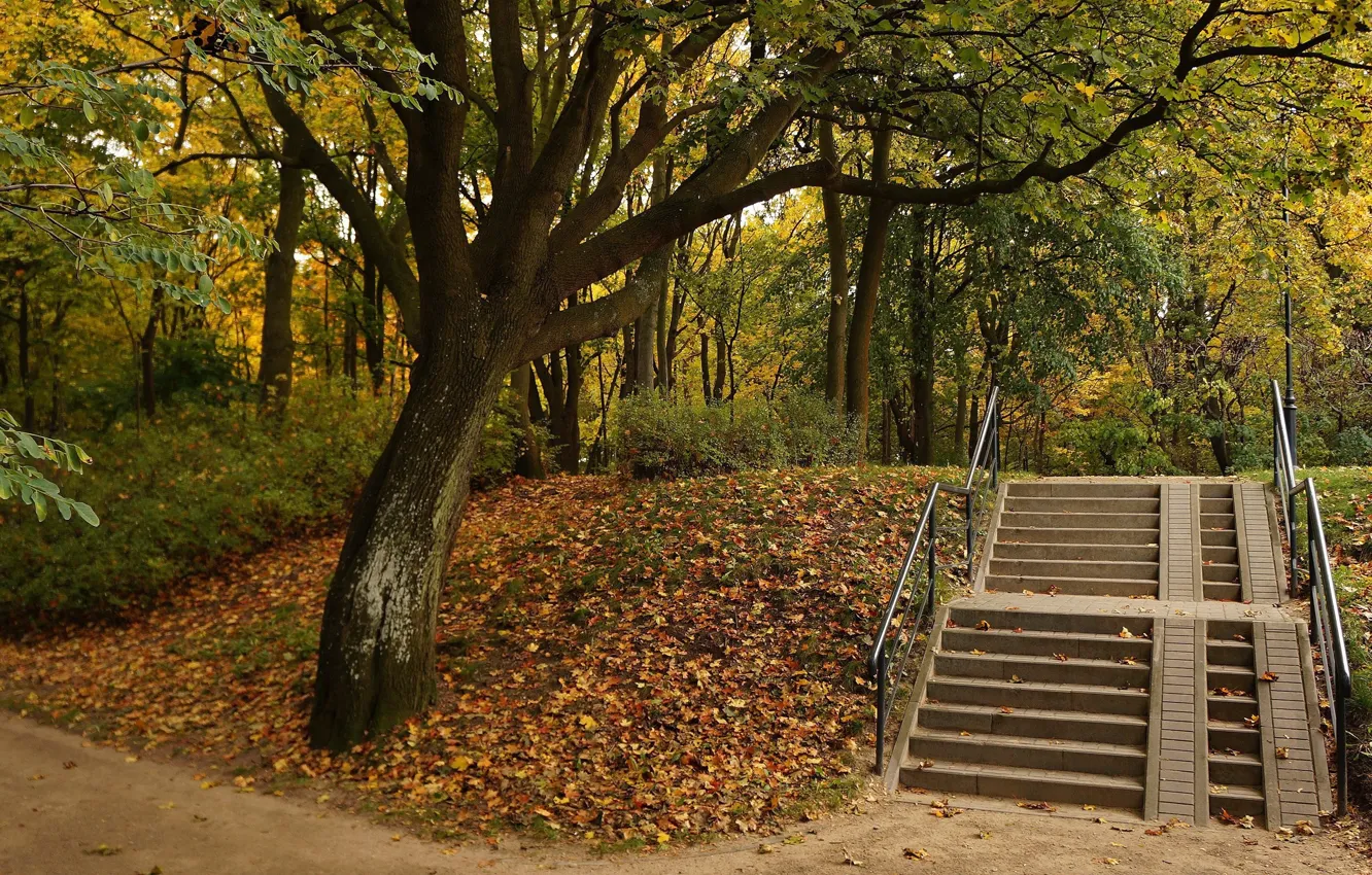 Photo wallpaper park, tree, stairs