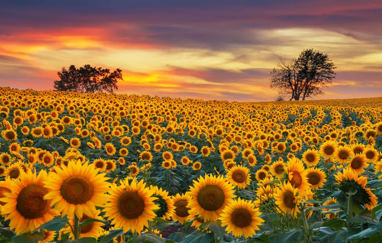 Photo wallpaper field, summer, sunflowers