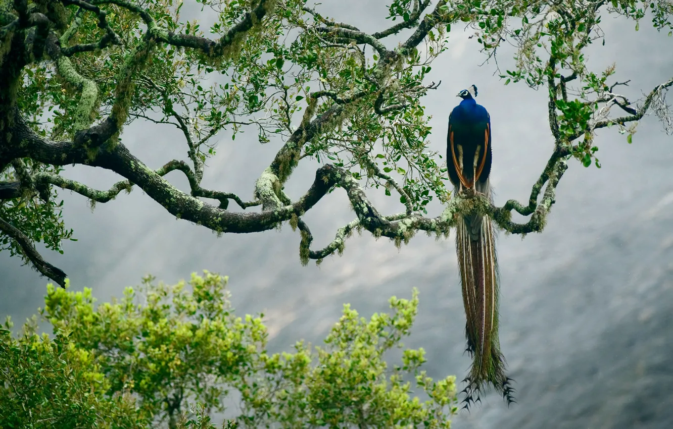 Photo wallpaper trees, branches, bird, paint, feathers, Sri Lanka, Yala national Park, Indian peafowl