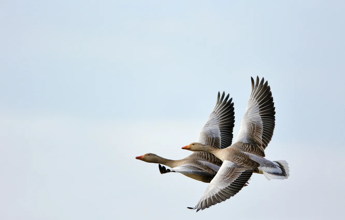 Photo wallpaper the sky, look, flight, pose, grey, bird, pair, Duo