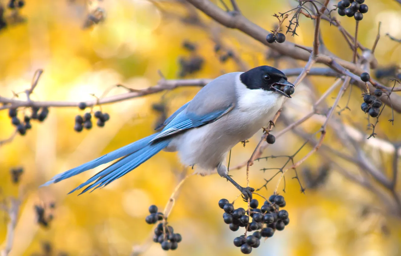 Photo wallpaper branches, berries, bird, black, fruit, bird, yellow background, meal