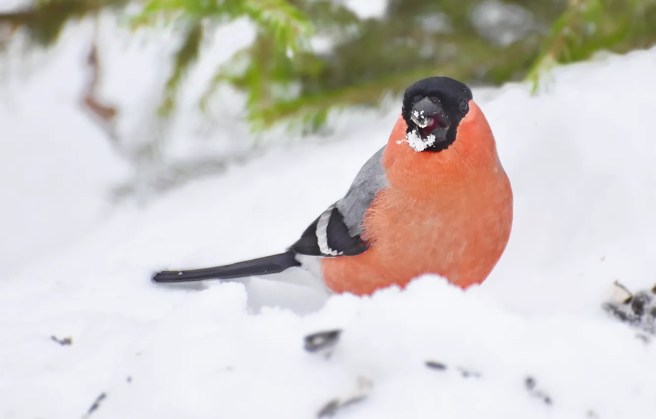 Photo wallpaper winter, nature, bird, bullfinch, photohunt