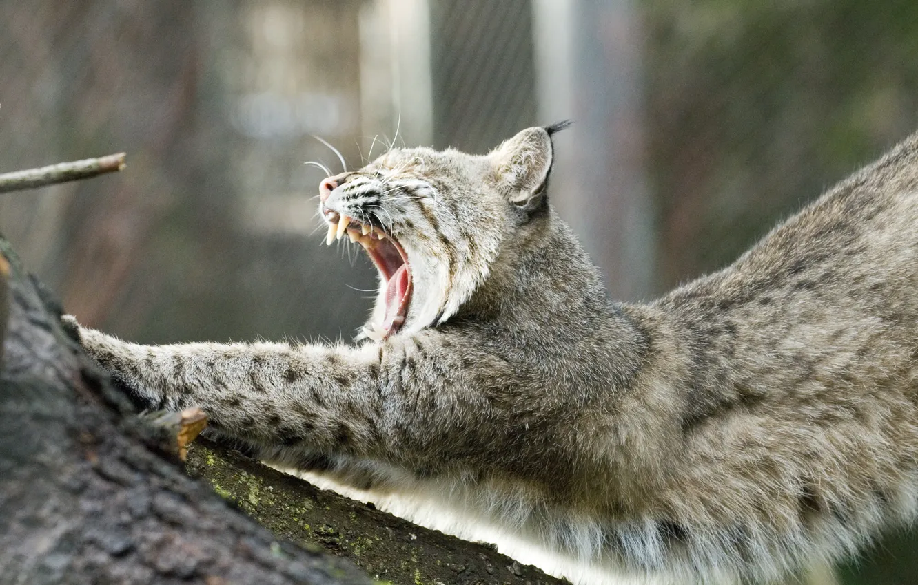 Photo wallpaper tree, mouth, lynx, yawns