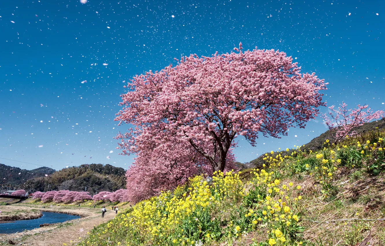 Photo wallpaper the sky, trees, spring, Sakura, flowering
