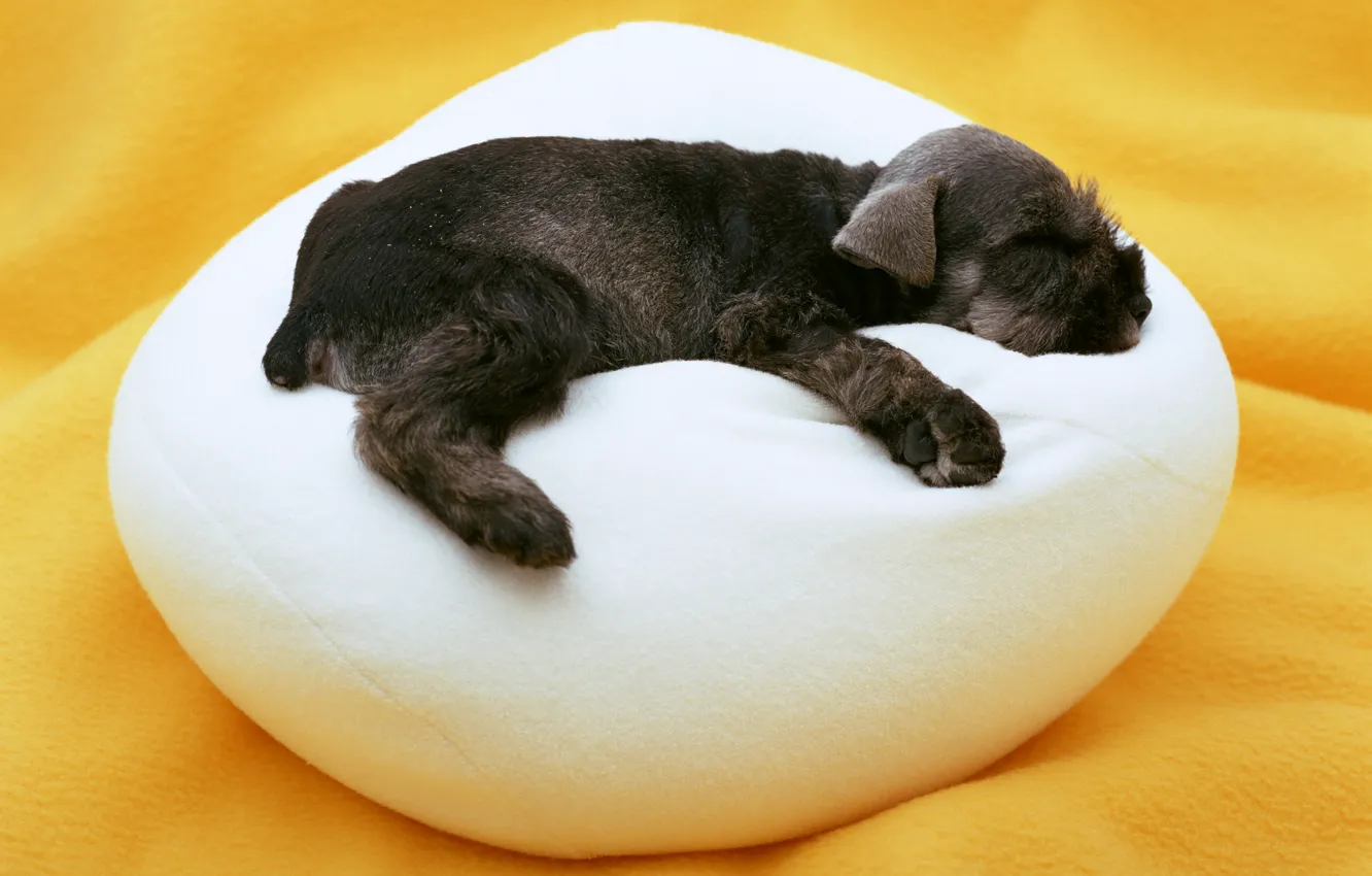 Photo wallpaper sleep, dog, baby, puppy, pillow