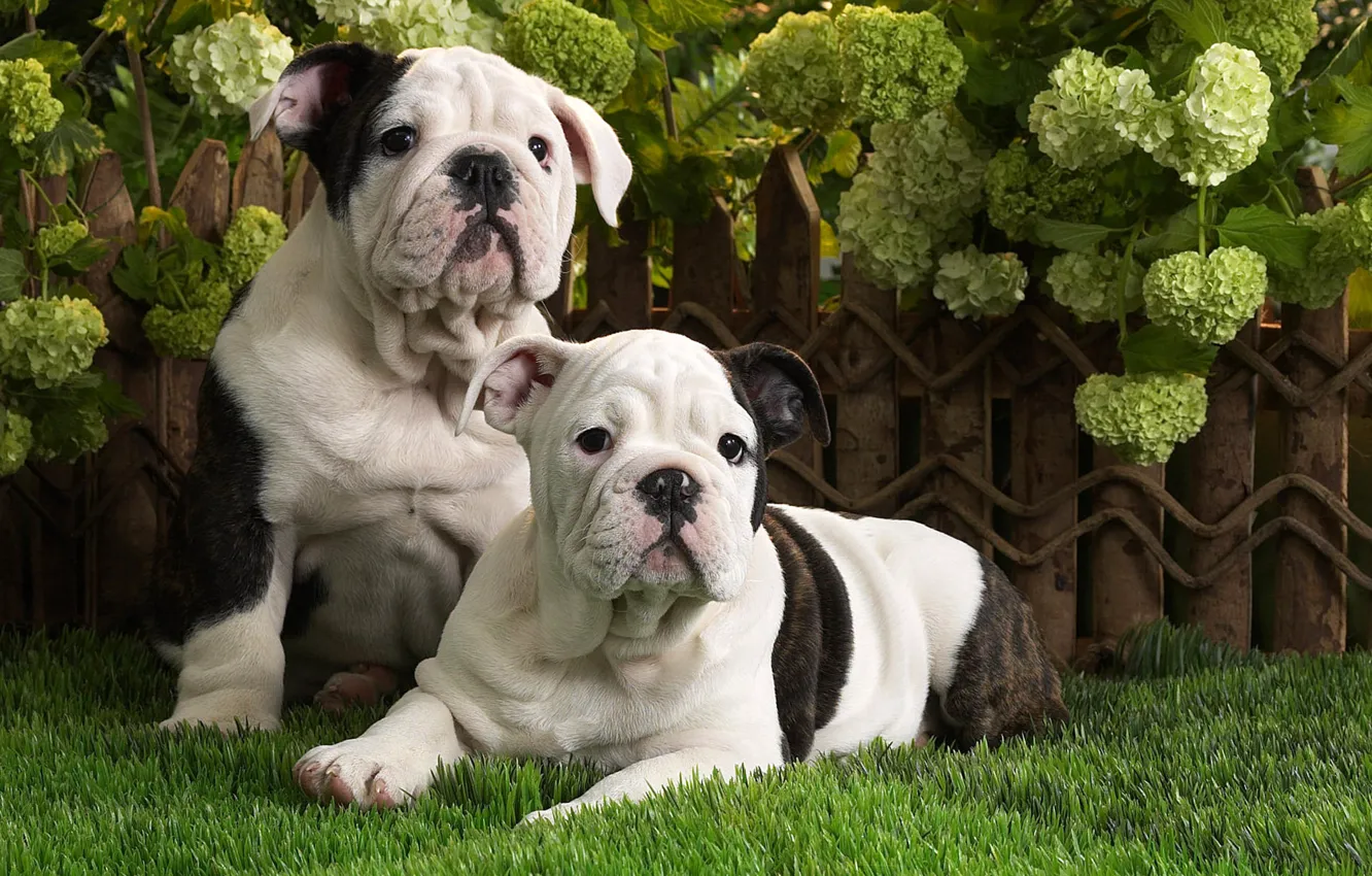 Photo wallpaper dogs, grass, puppies, English bulldog