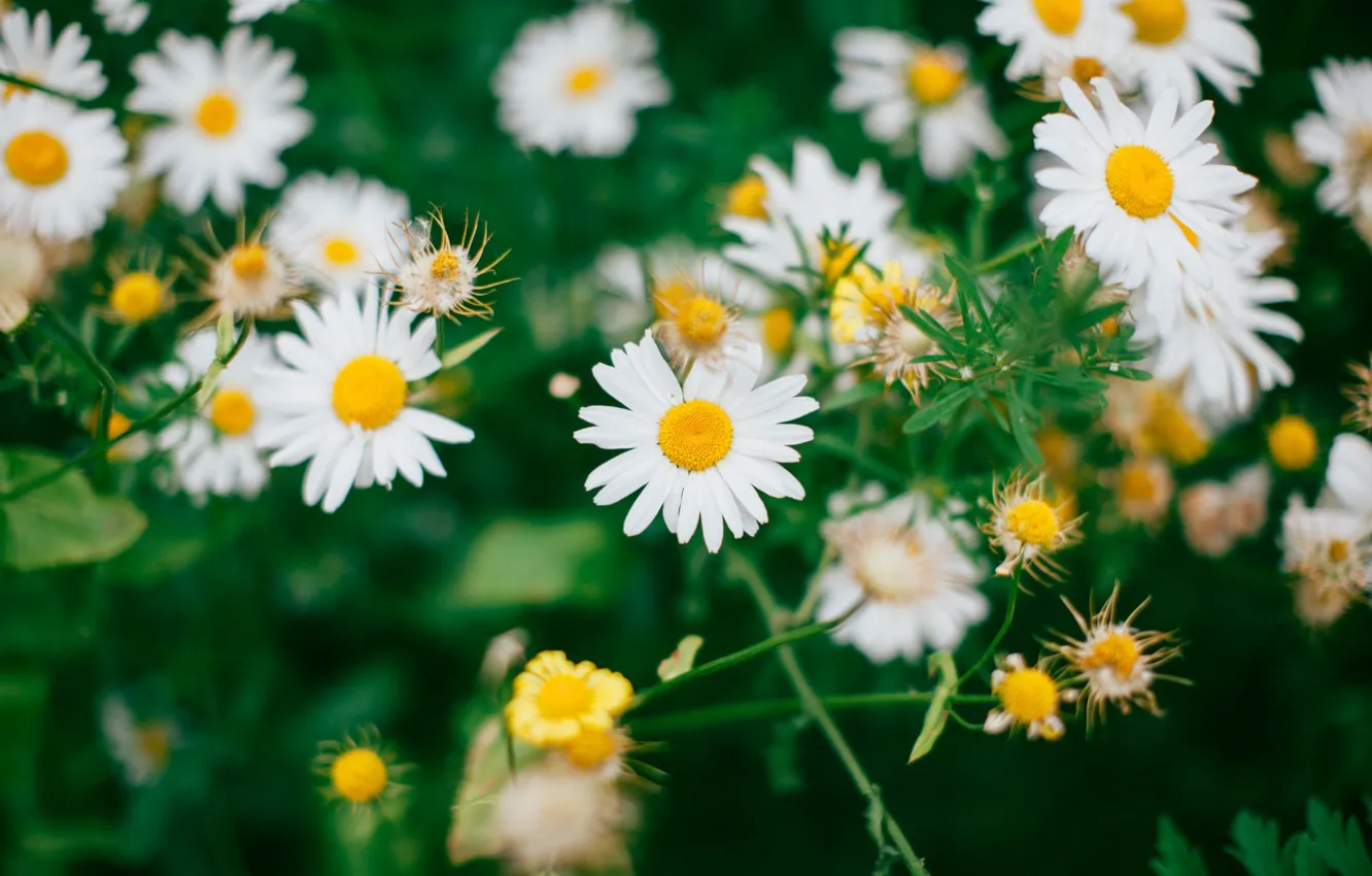 Photo wallpaper flowers, chamomile, wildflowers