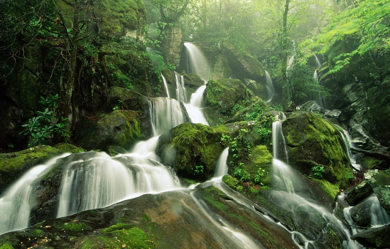 Photo wallpaper forest, trees, green, stones, Waterfall