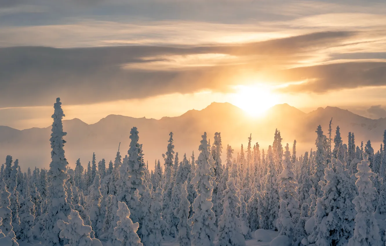 Photo wallpaper winter, frost, forest, snow, trees, nature, winter, ate