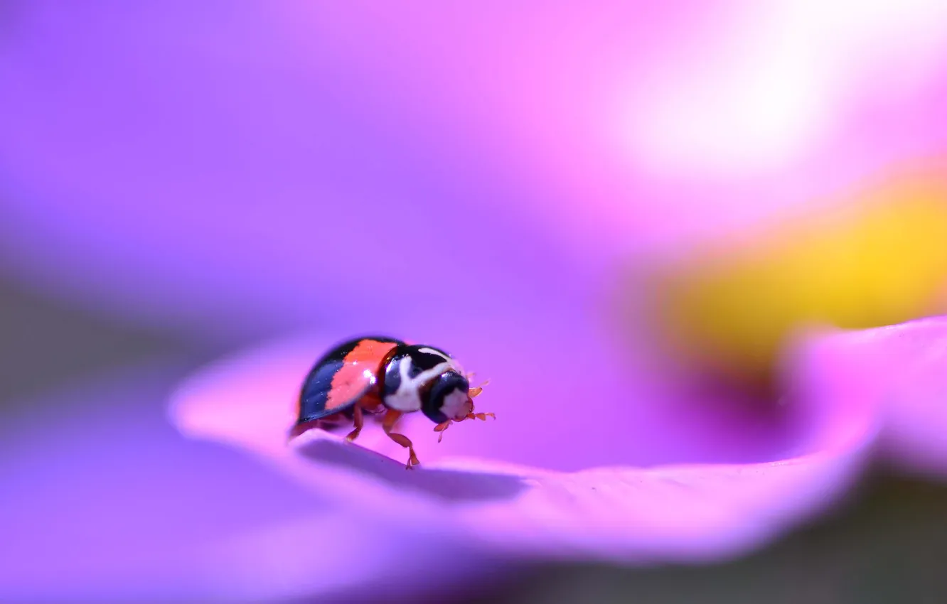 Photo wallpaper flowers, beetle, petals, insect