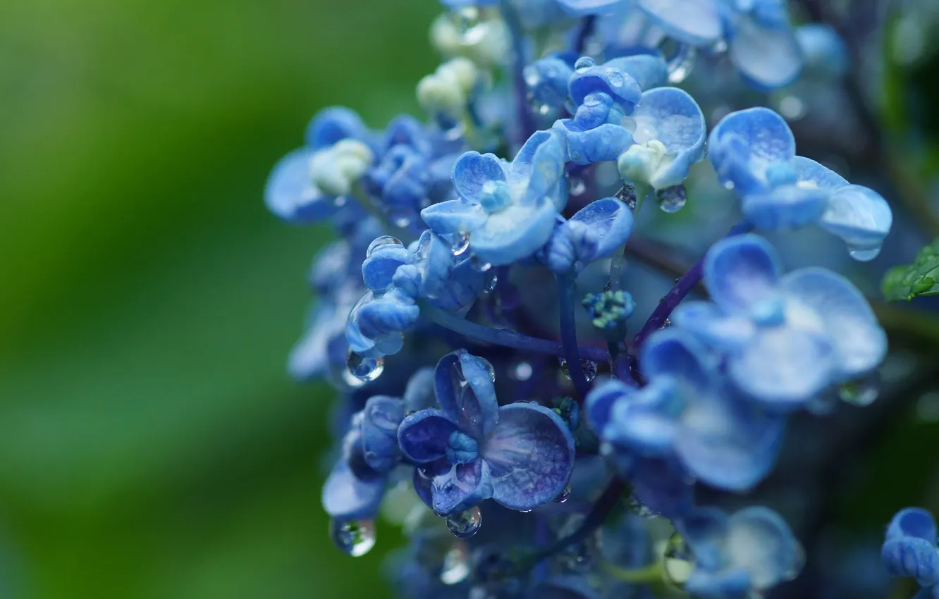 Photo wallpaper drops, macro, branches, Rosa, buds, lilac, hydrangea
