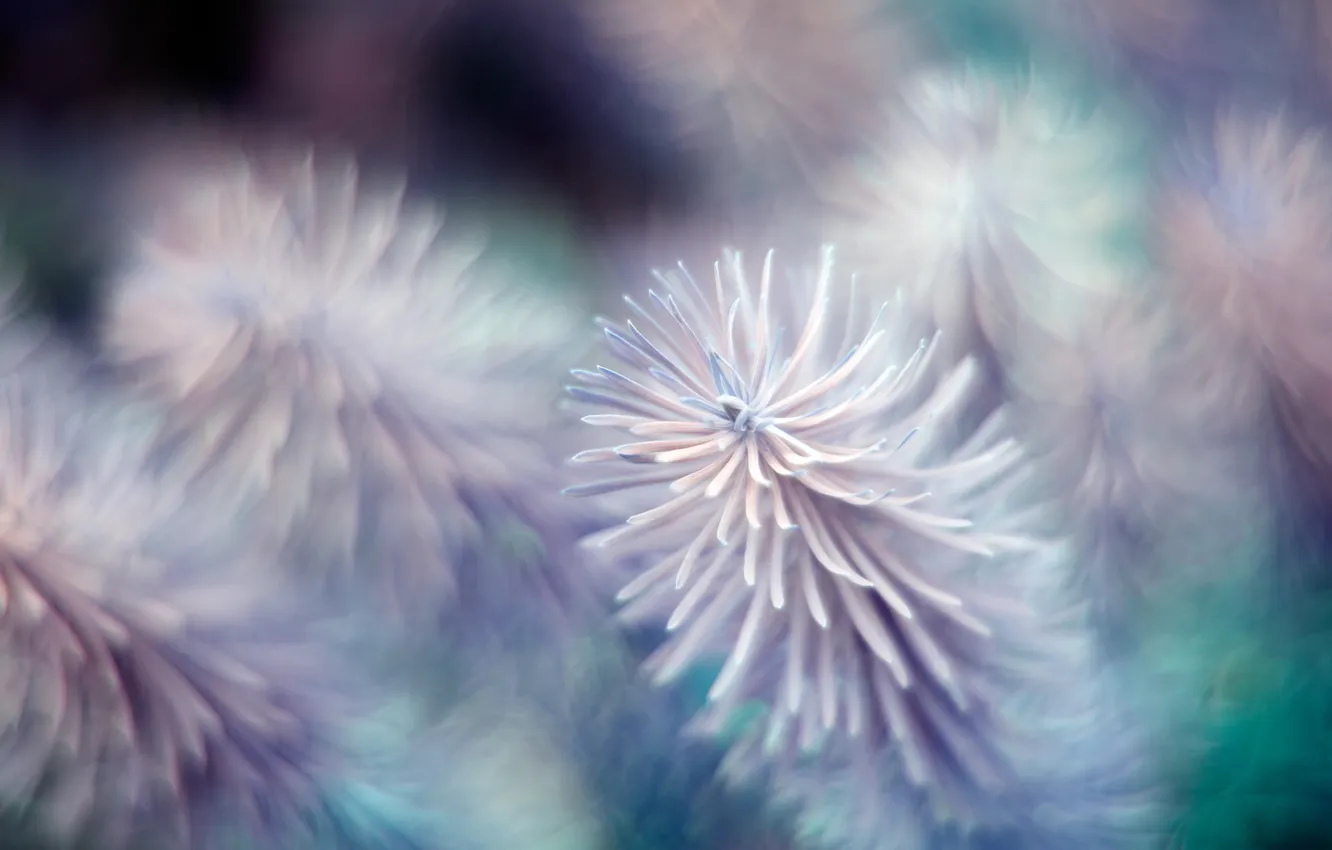 Photo wallpaper macro, nature, plant, color