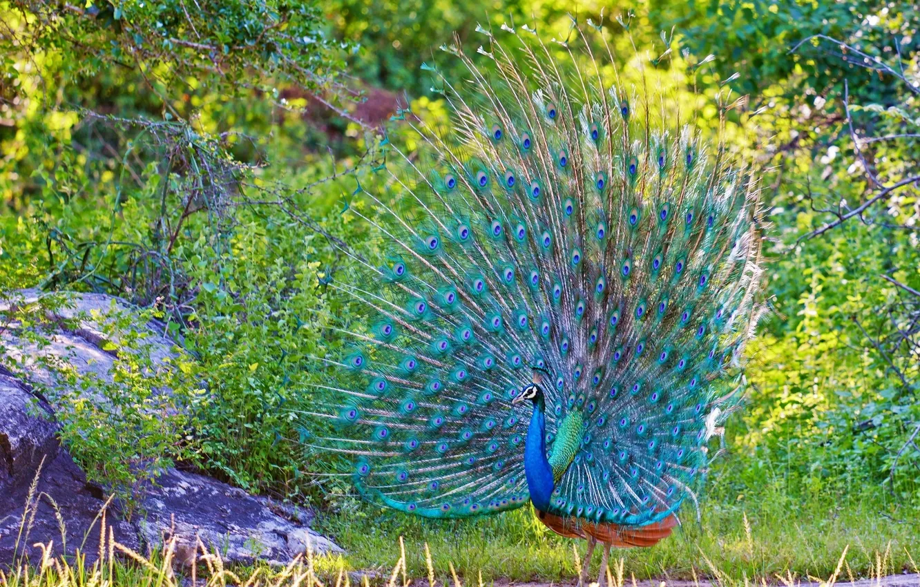 Photo wallpaper nature, blue, feathers, peacock, tail