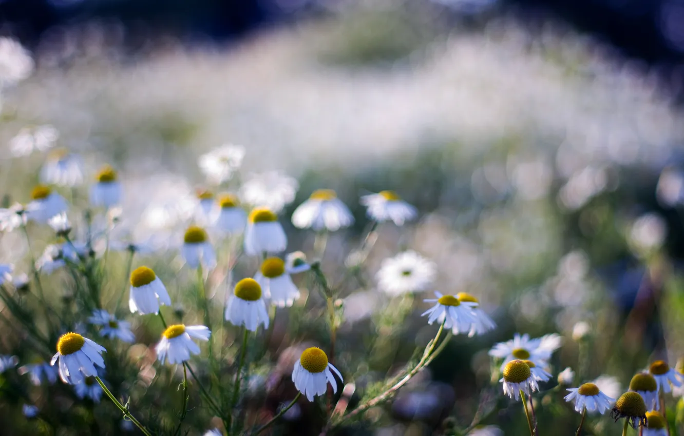 Photo wallpaper field, summer, flowers, nature, chamomile