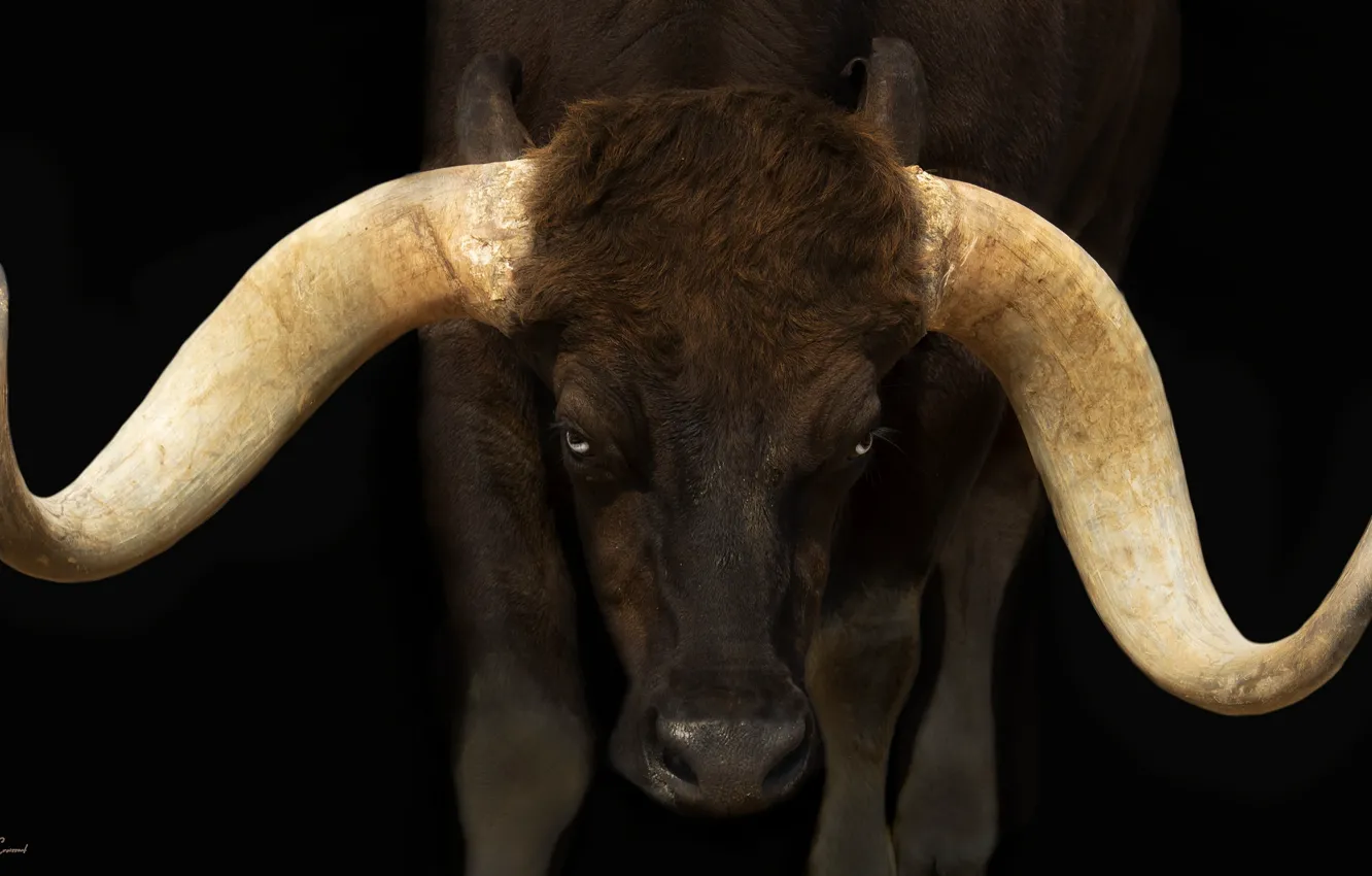 Photo wallpaper horns, bull, Buffalo