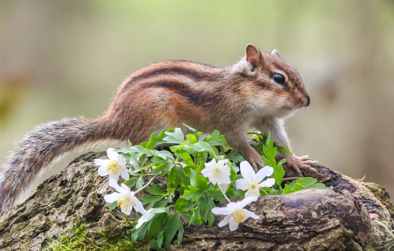 Photo wallpaper look, flowers, pose, spring, Chipmunk, log, face, anemone