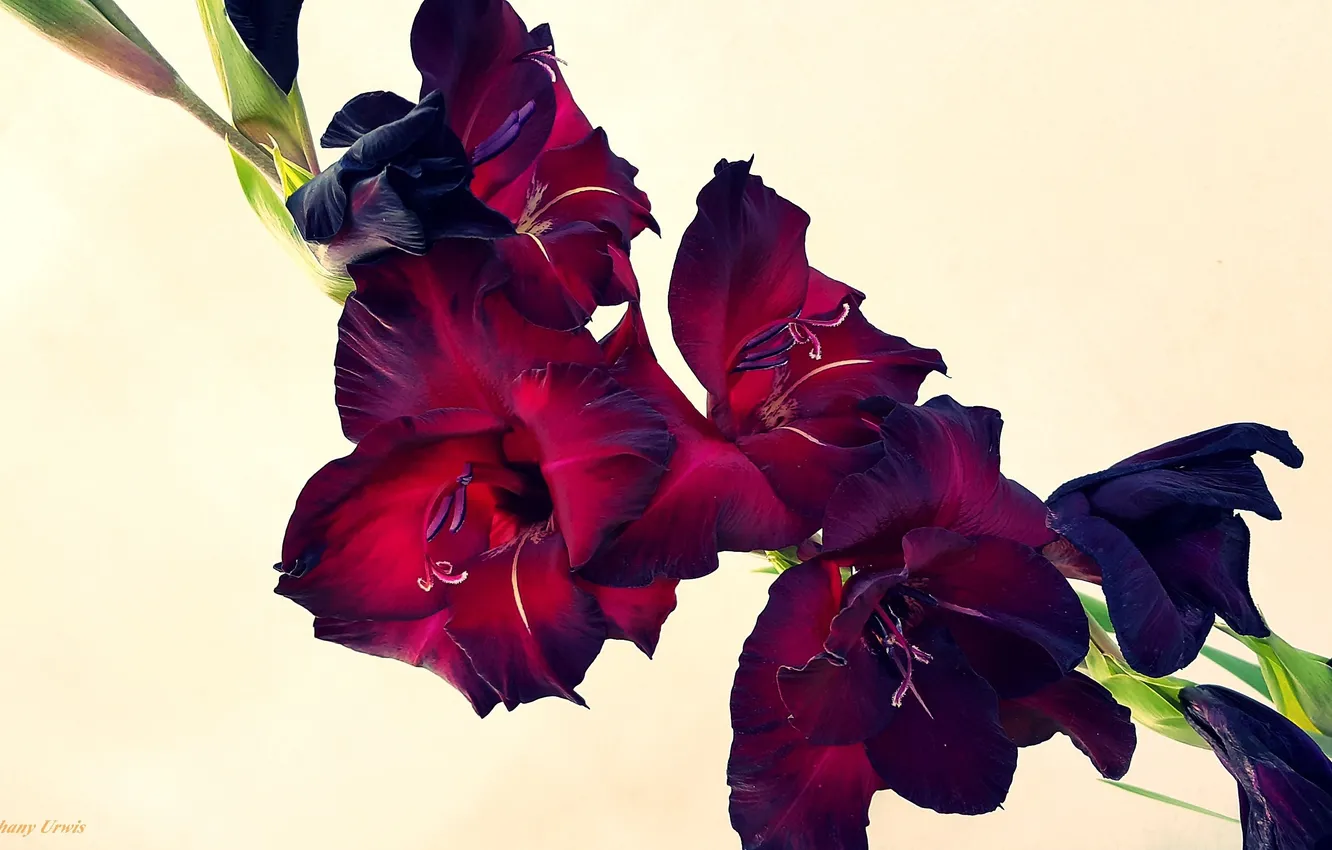 Photo wallpaper flowers, gladiolus, inflorescence