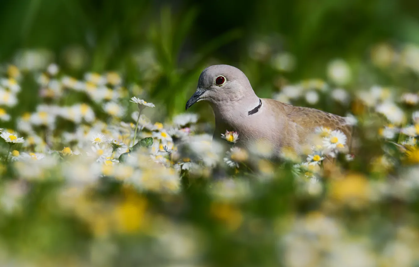 Photo wallpaper flowers, bird, spring, Dove