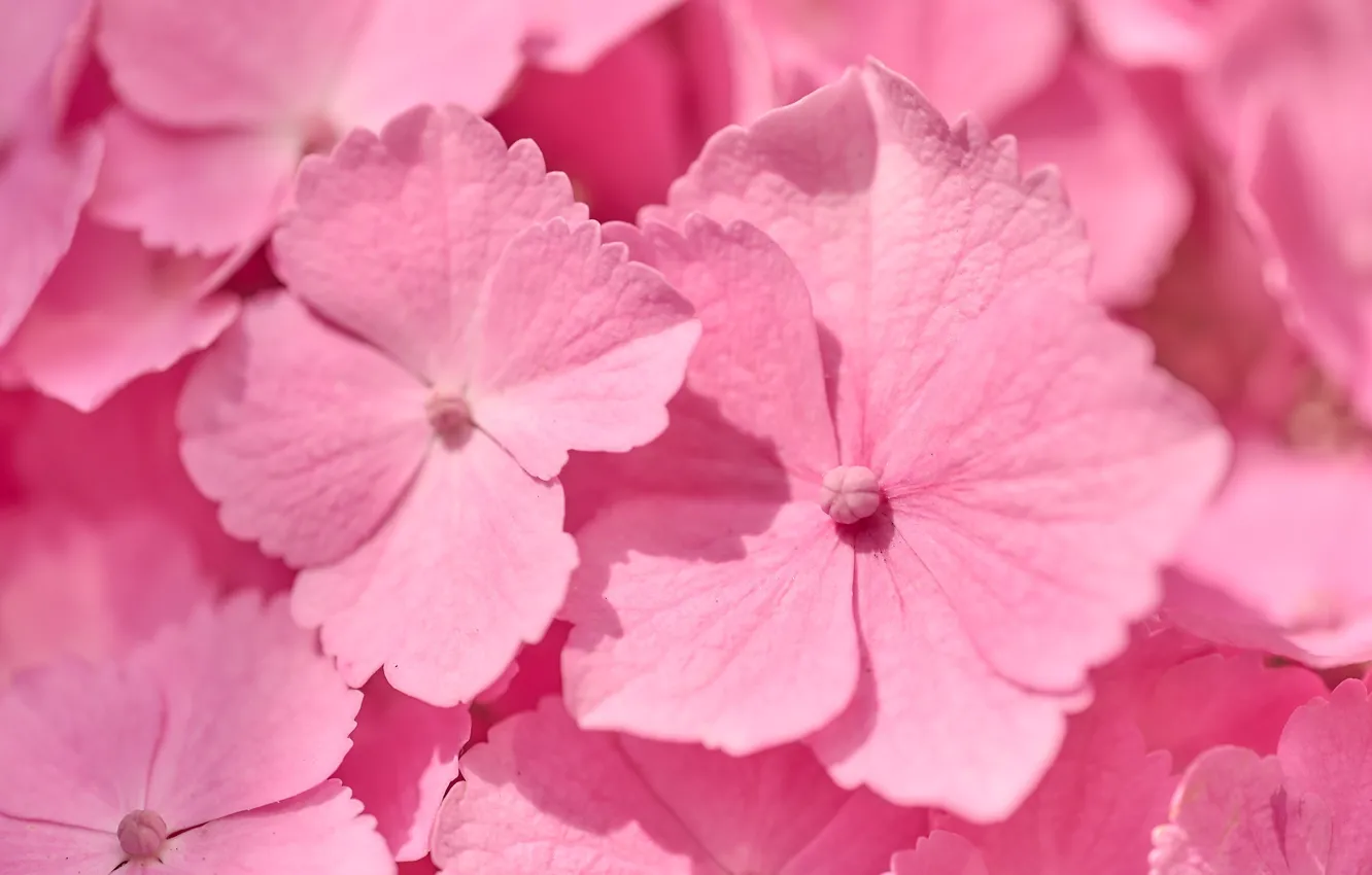 Photo wallpaper macro, pink, flowers, hydrangea