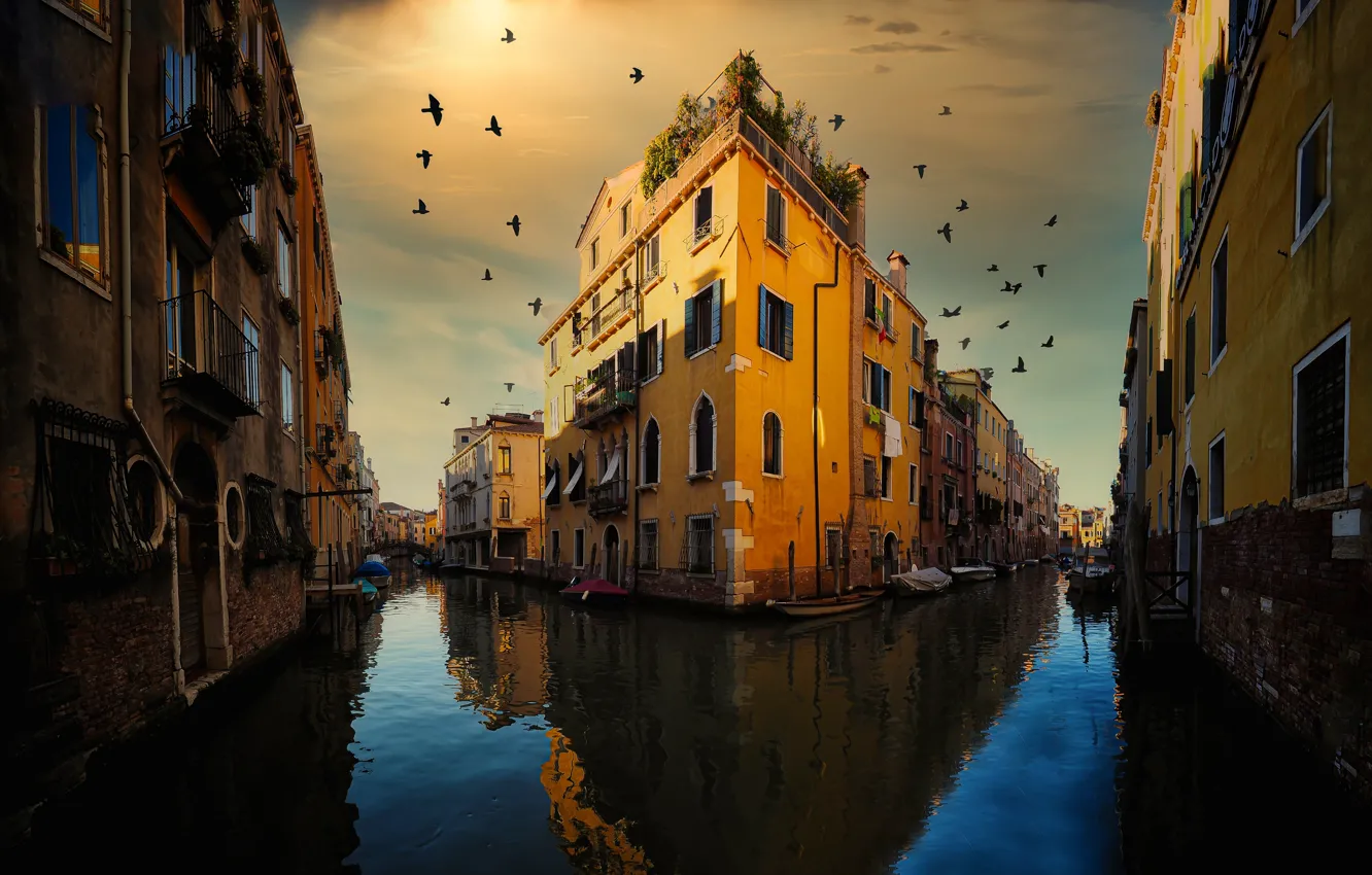 Photo wallpaper birds, the city, home, Italy, Venice, channel