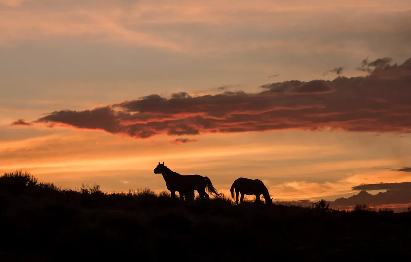 Photo wallpaper field, sunset, horse, horse, silhouette, two knights