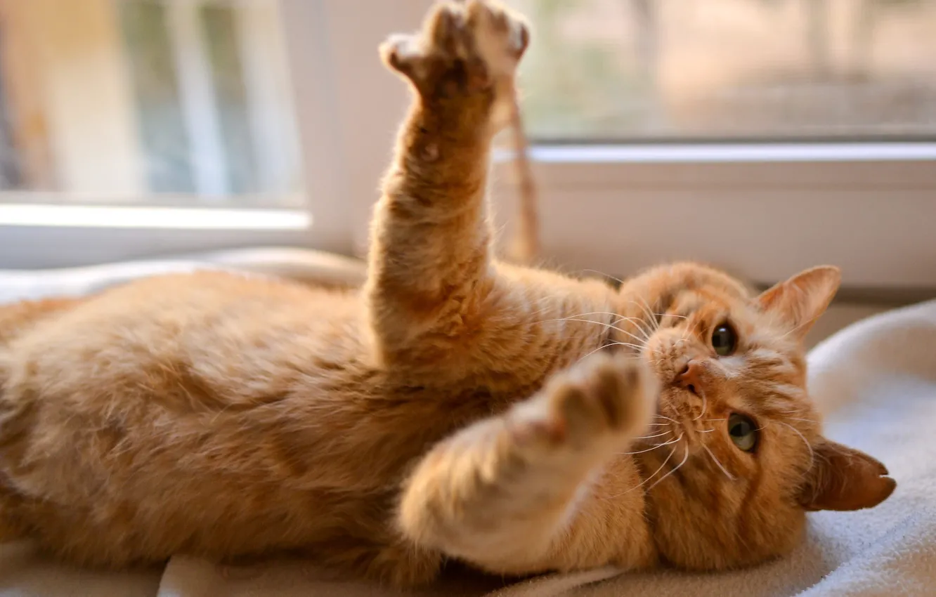 Photo wallpaper cat, cat, look, pose, movement, the game, paws, window